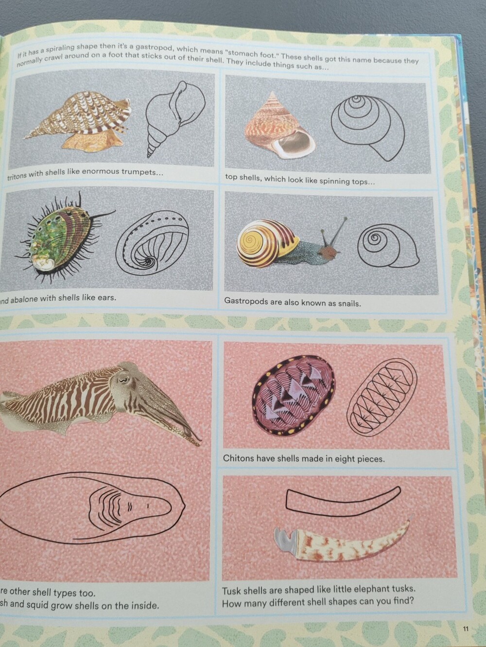 What a Shell Can Tell - Picture 6 of 16